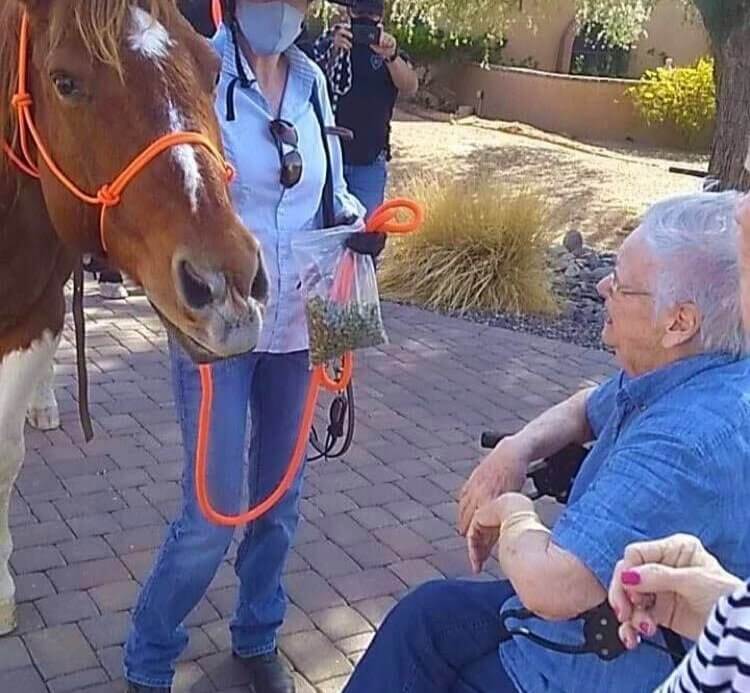a senior woman had a closer look to a horse